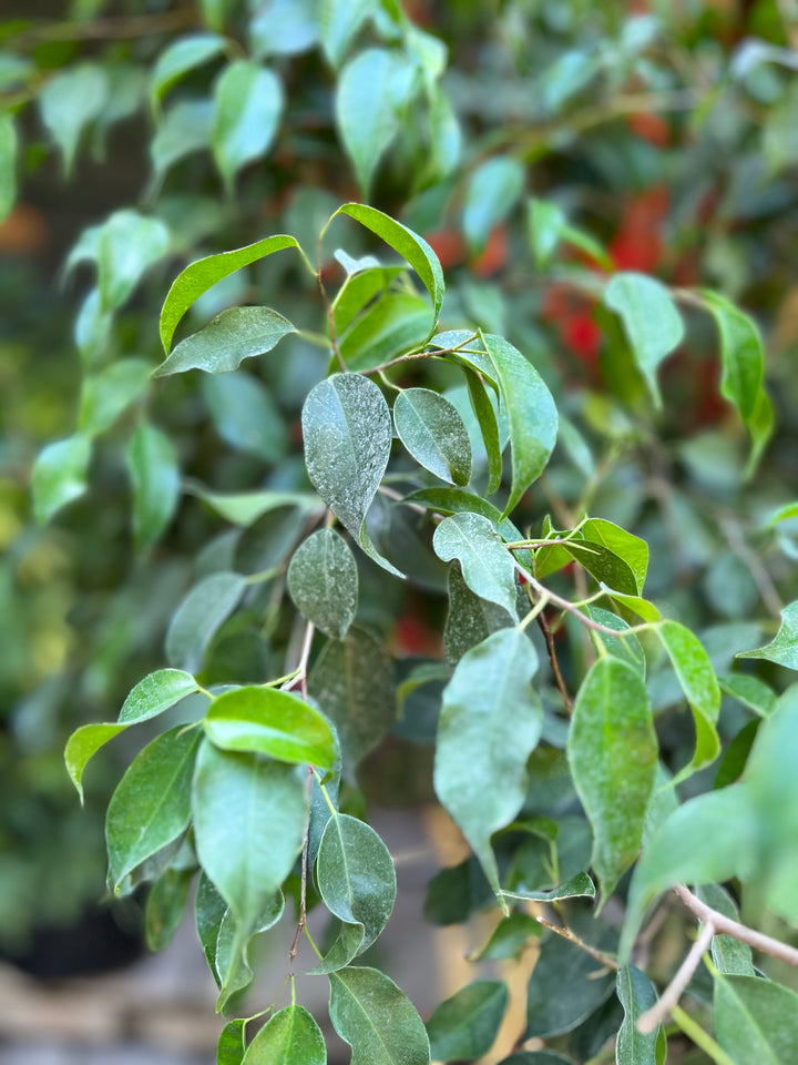 Ben XXL (Ficus Benjamina Enlazado)