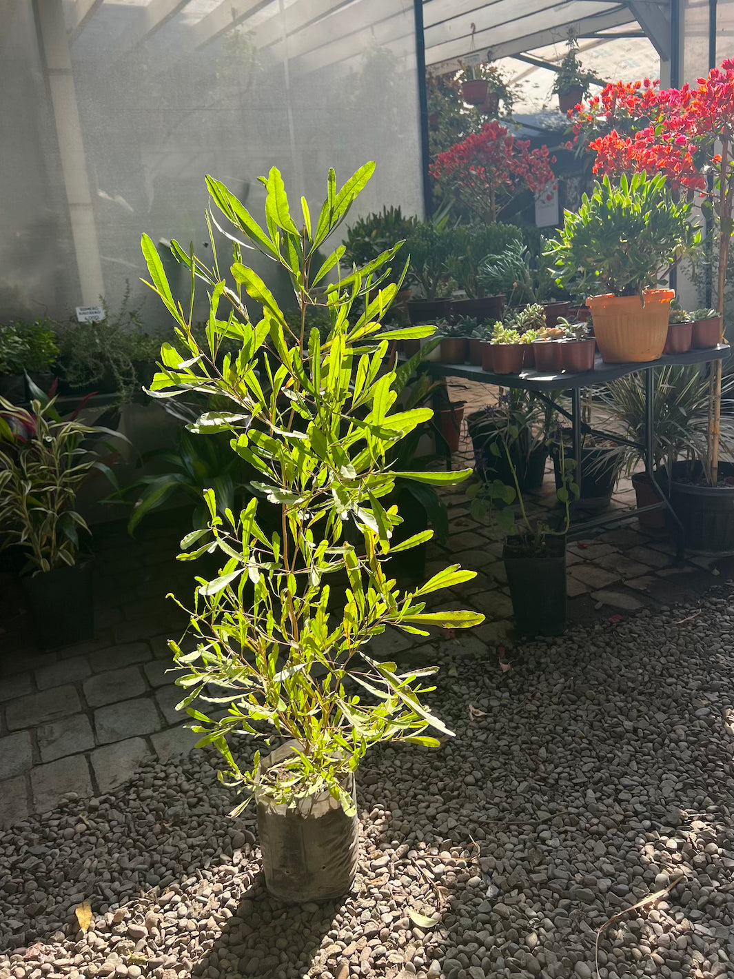 Stenocarpus Verde - Macetero Plástico