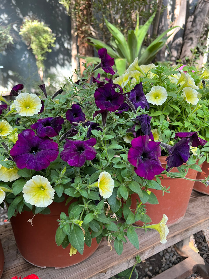 Petunia (Alegria)