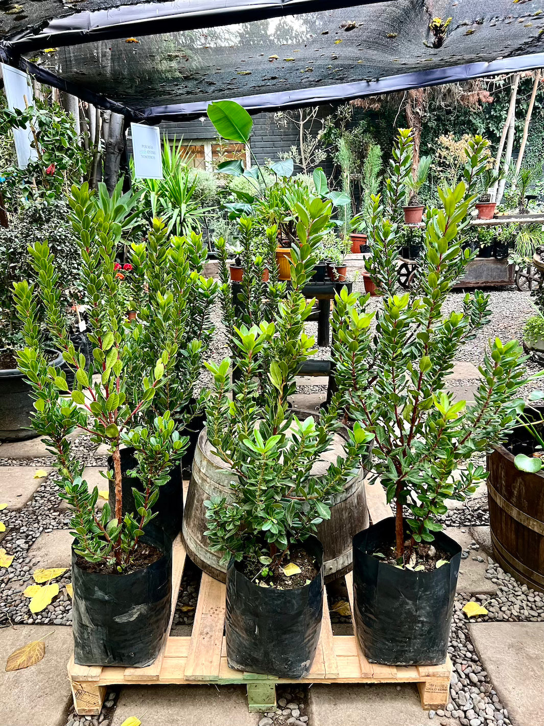 Madroño L (Arbutus Unedo) | Planta a Domicilio | Planta de Exterior ...