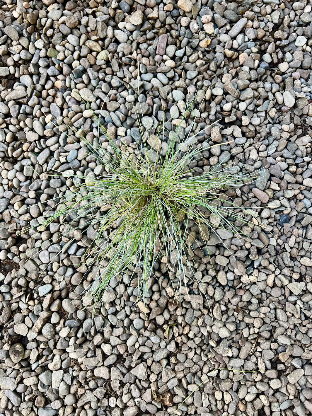 Festuca Glauca