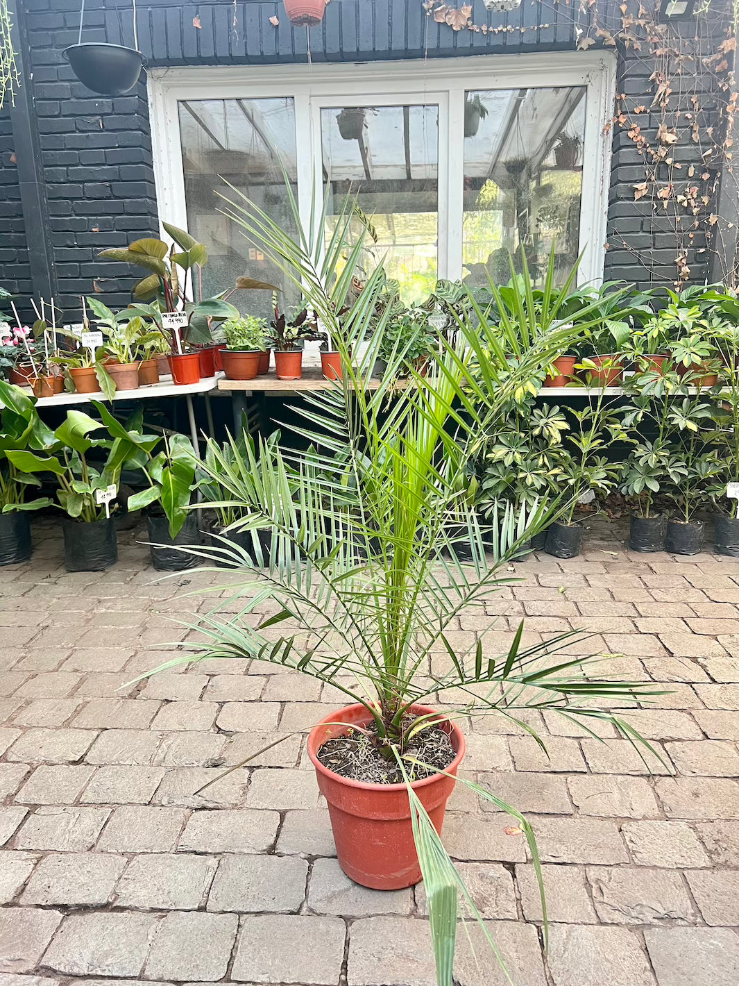 Fenix (Palmera Fenix) - Macetero Plastico