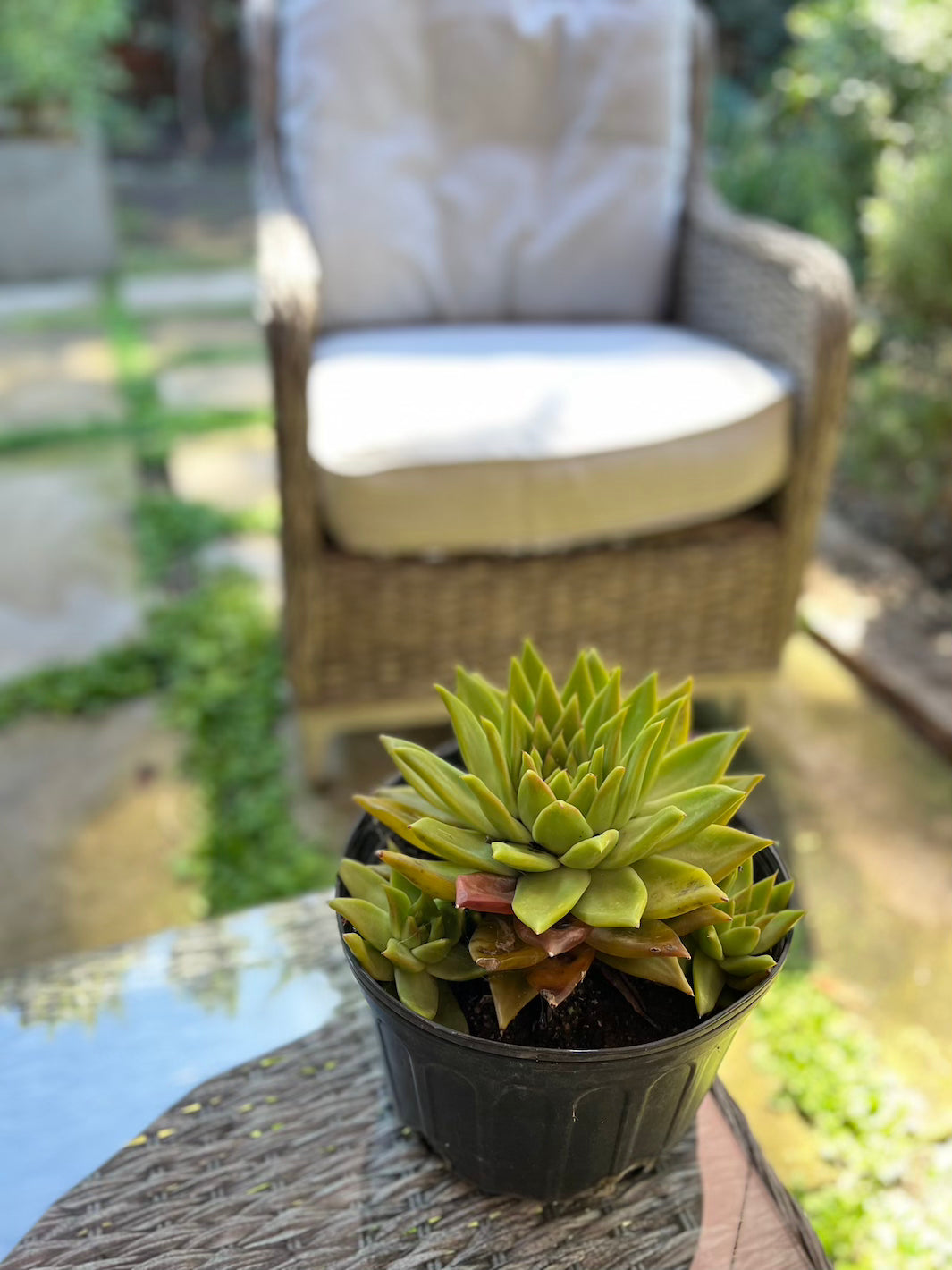 Echeveria Agavoides