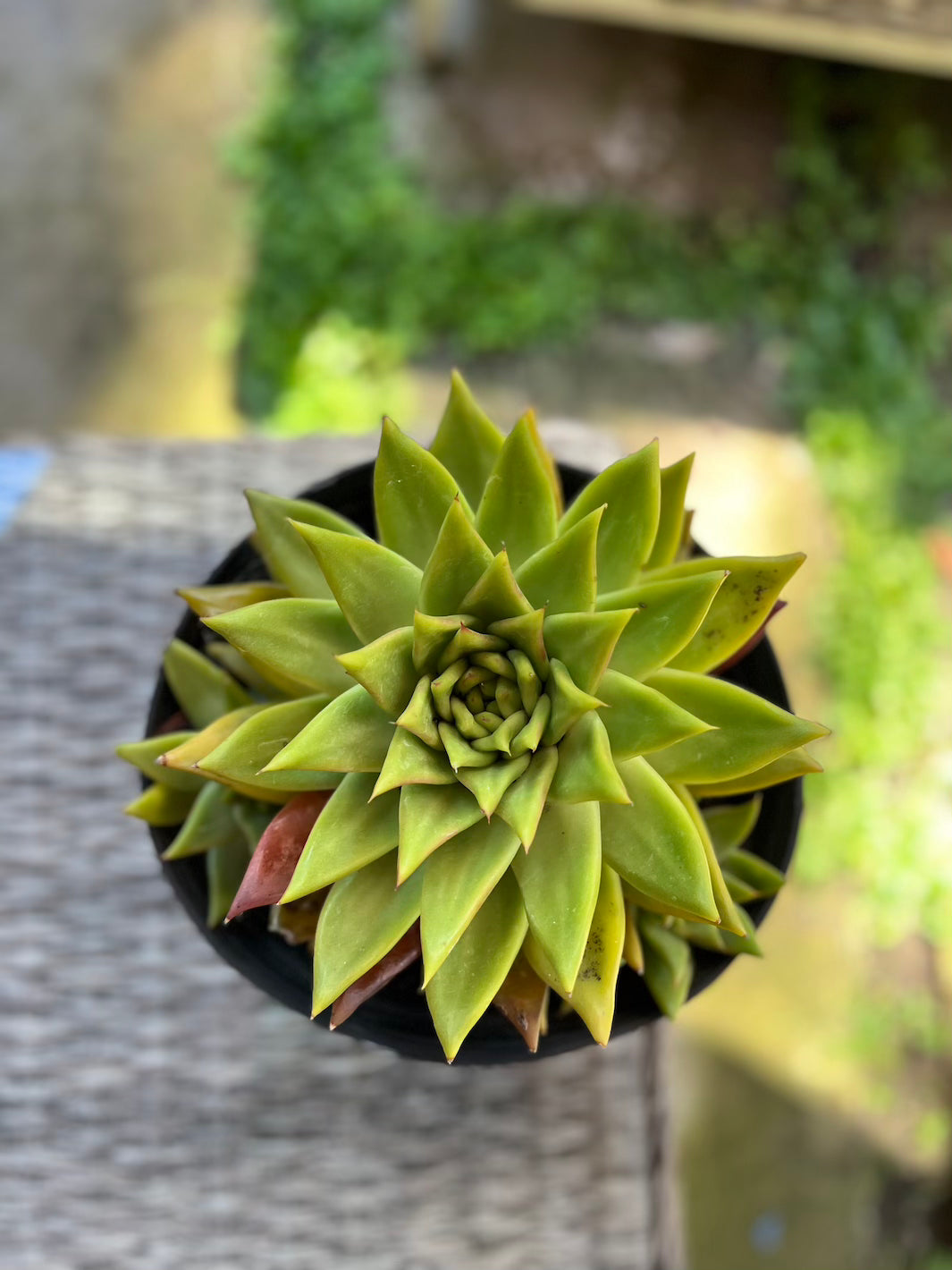 Echeveria Agavoides