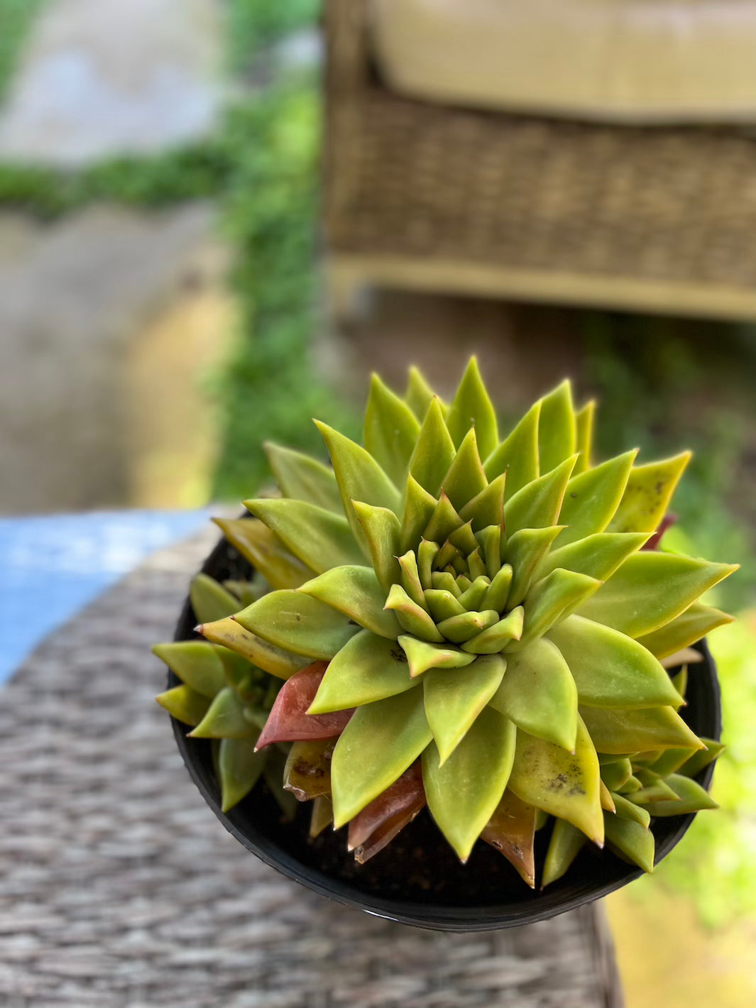 Echeveria Agavoides