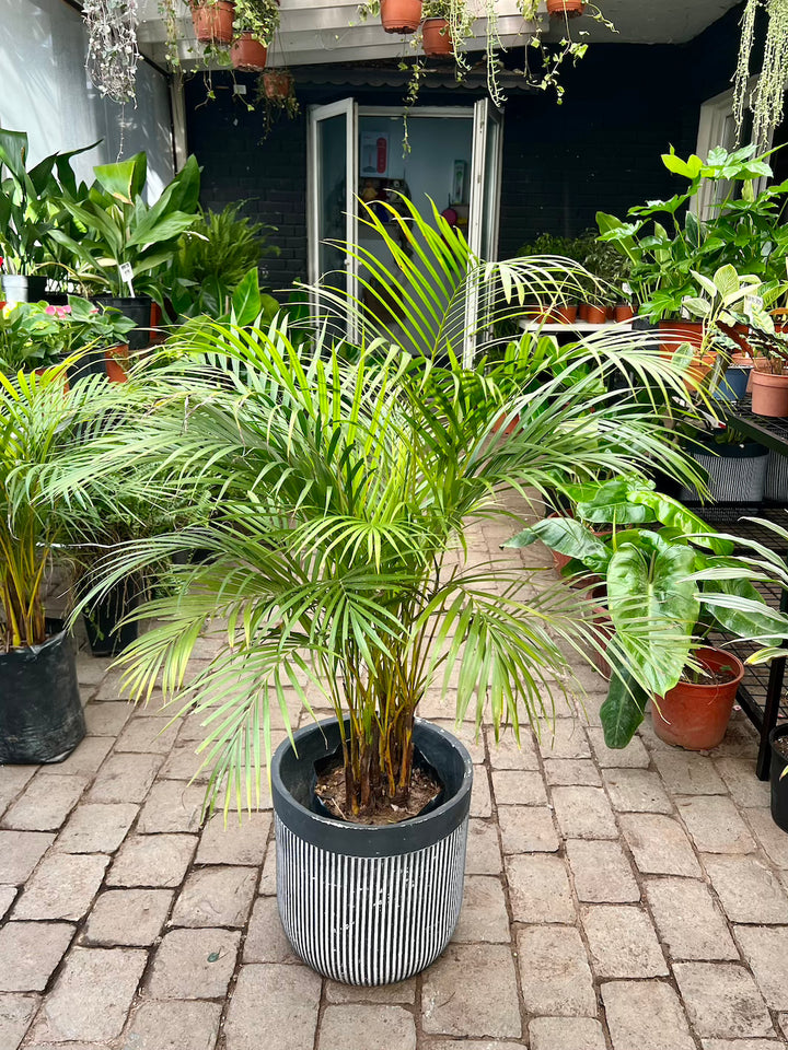 Andrea (Palmera Areca)