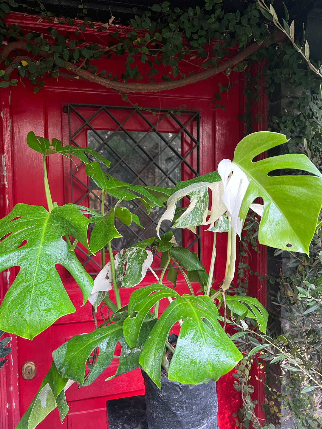 Mariana (Monstera Variegada)