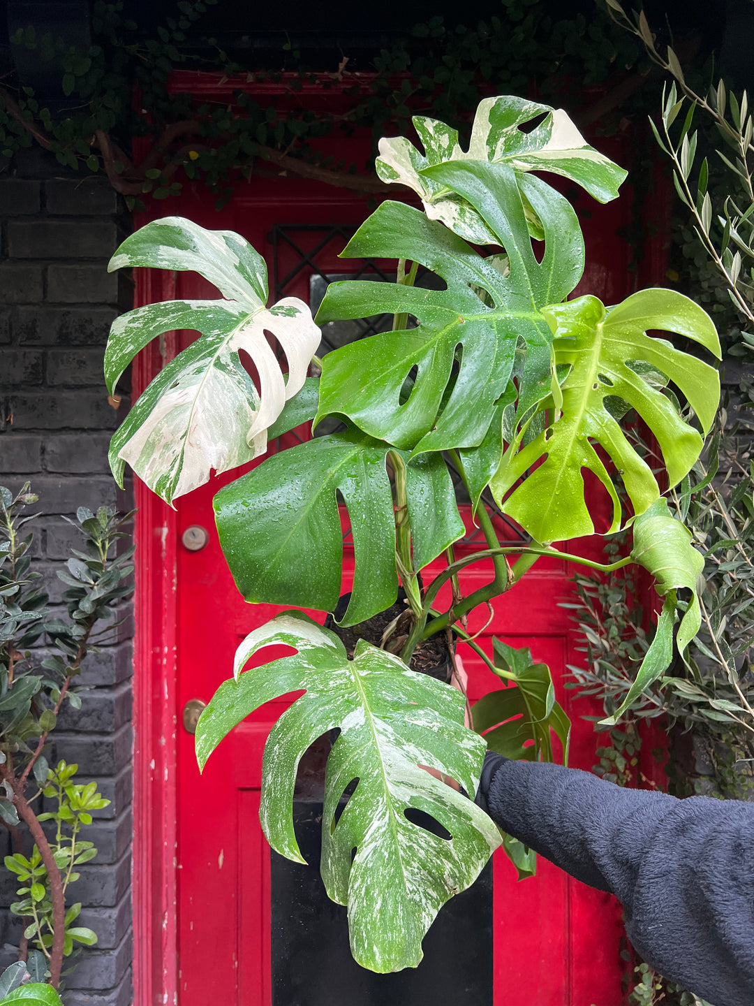 Mariana (Monstera Variegada)