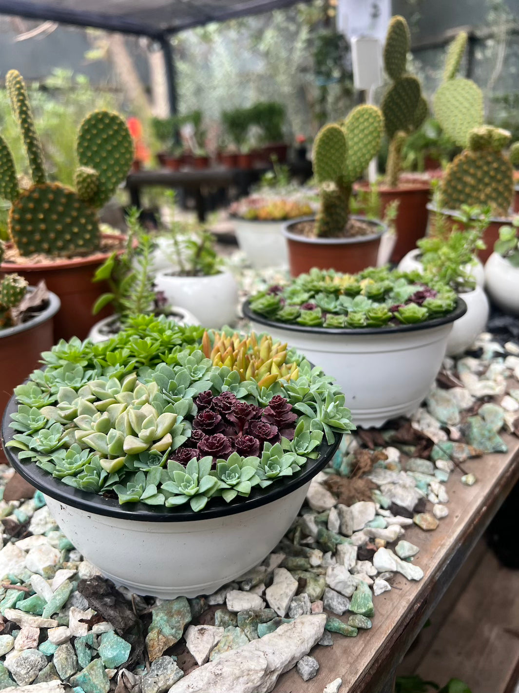Cactus Y Suculentas De Interior