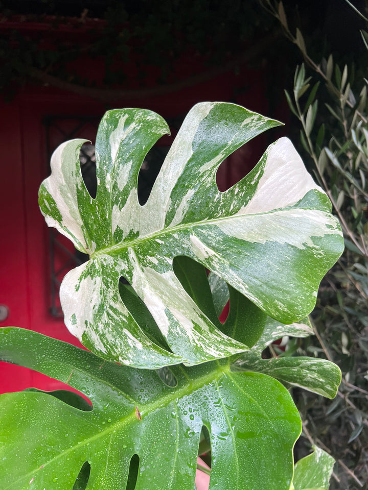 Mariana (Monstera Variegada)