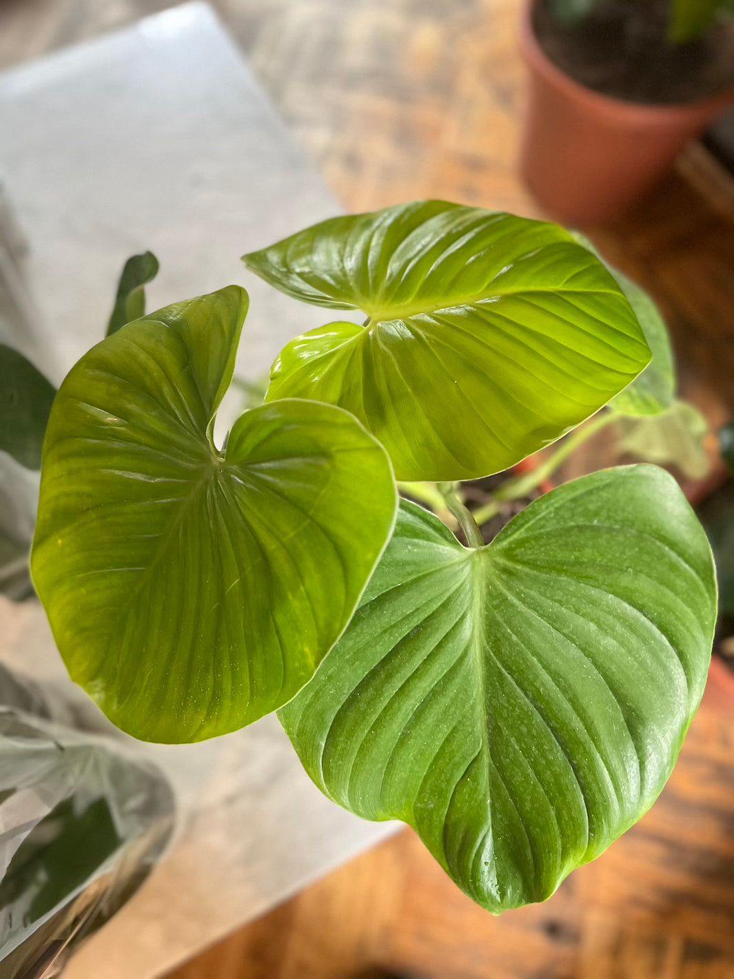 philodendron fragans Frank (Philodendro Fragans) – PlantMe Chile