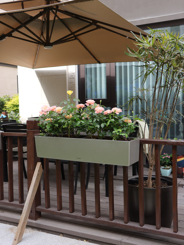 Valencia Cafe 49,5 (Autorregante XL)