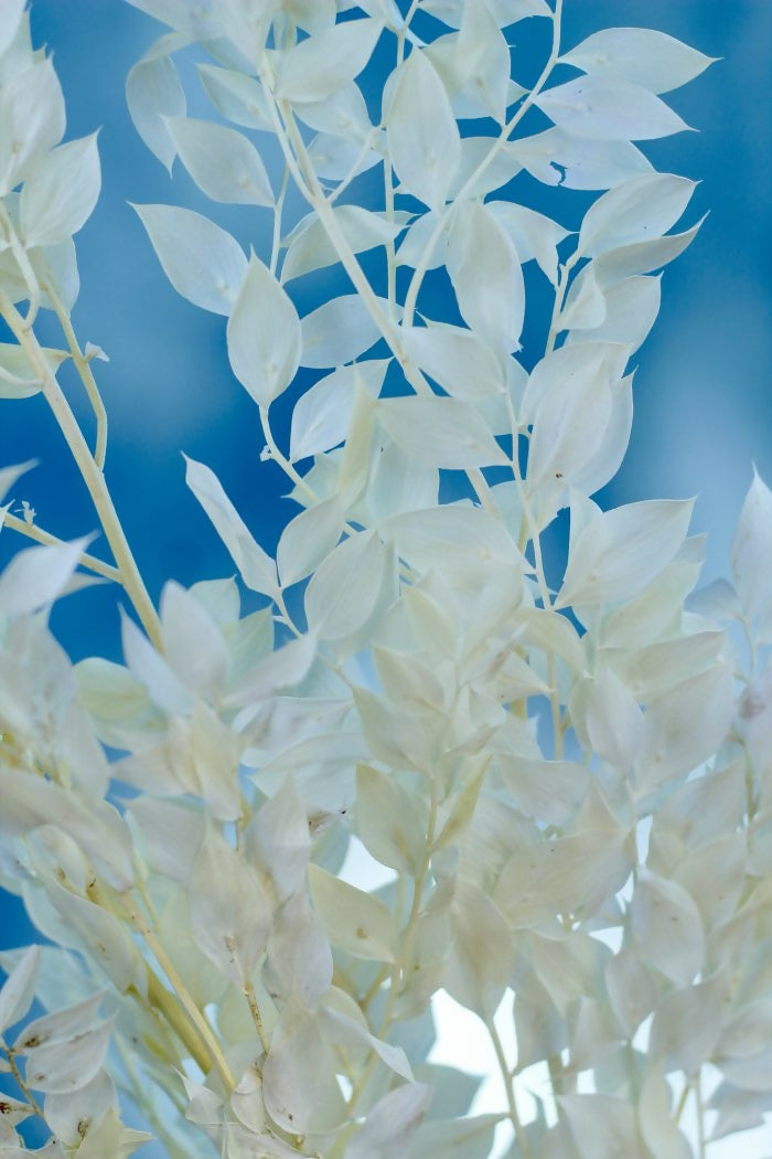 RUSCURS BLANCO 2