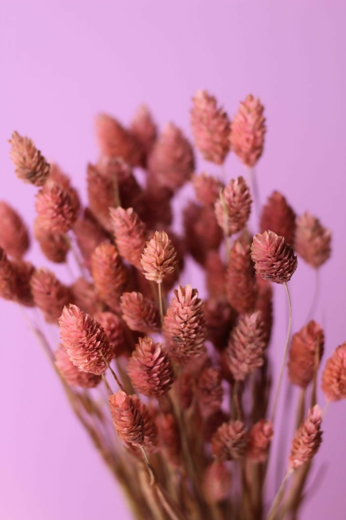 PHALARIS ROSADO 2