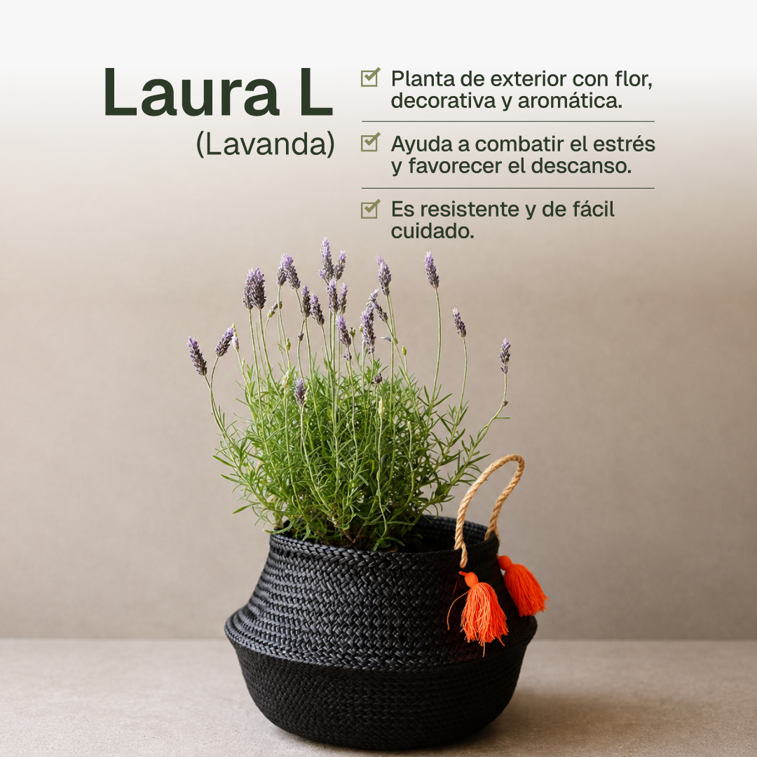 Laura L (Lavanda)