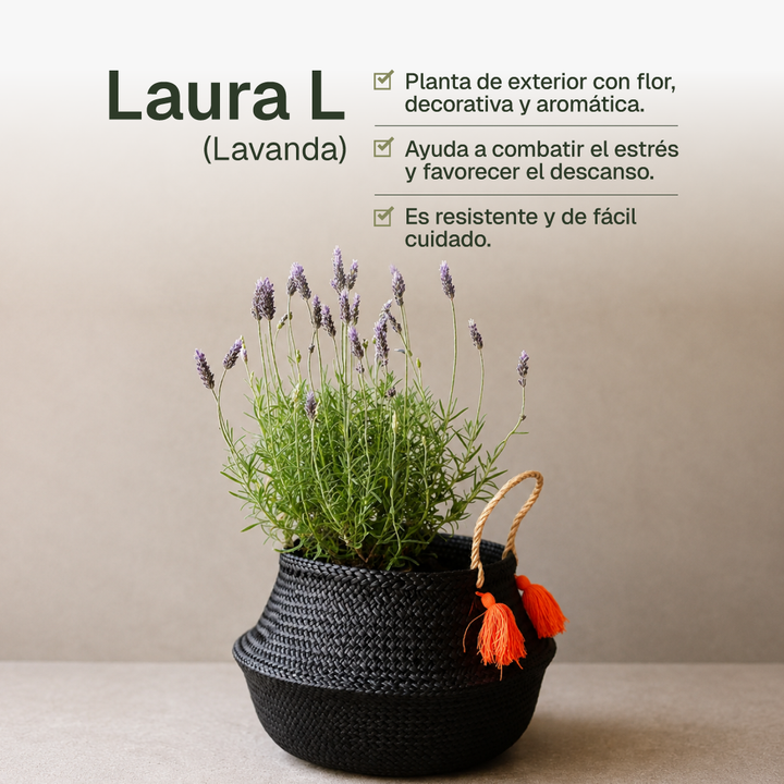 Laura L (Lavanda)