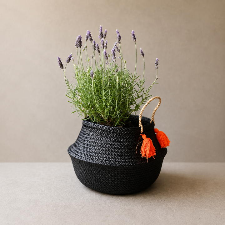 Laura L (Lavanda)