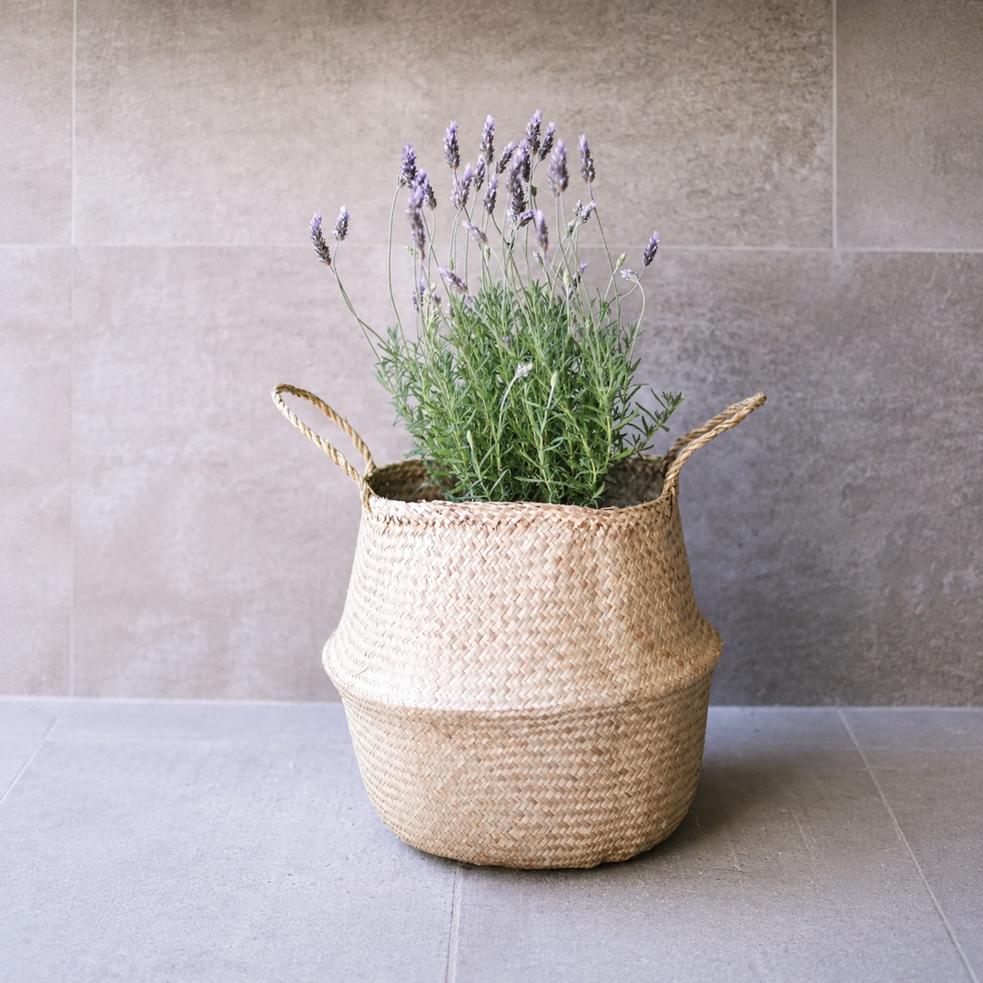 Laura L (Lavanda)