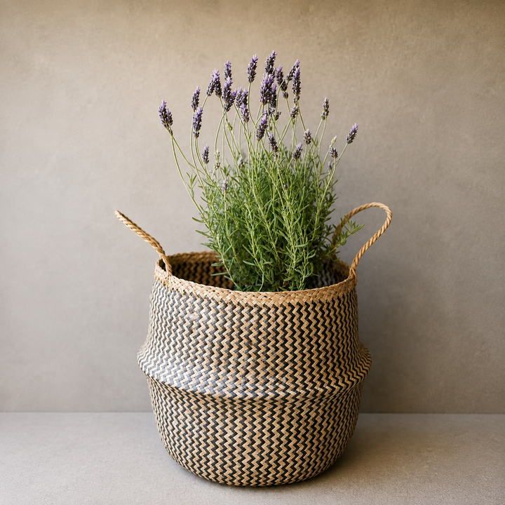 Laura L (Lavanda)