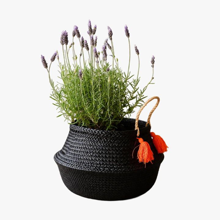 Laura L (Lavanda)