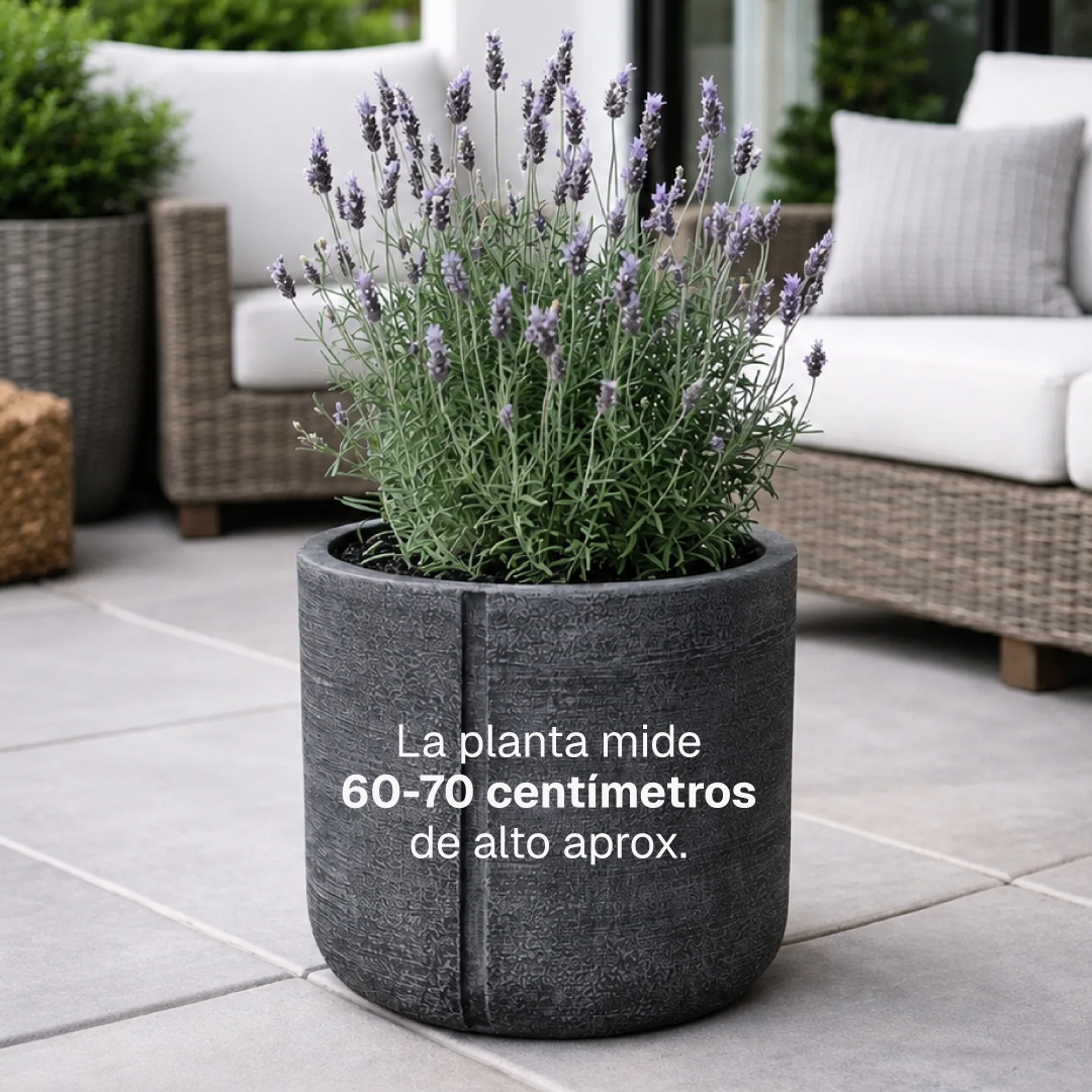 Laura L (Lavanda)
