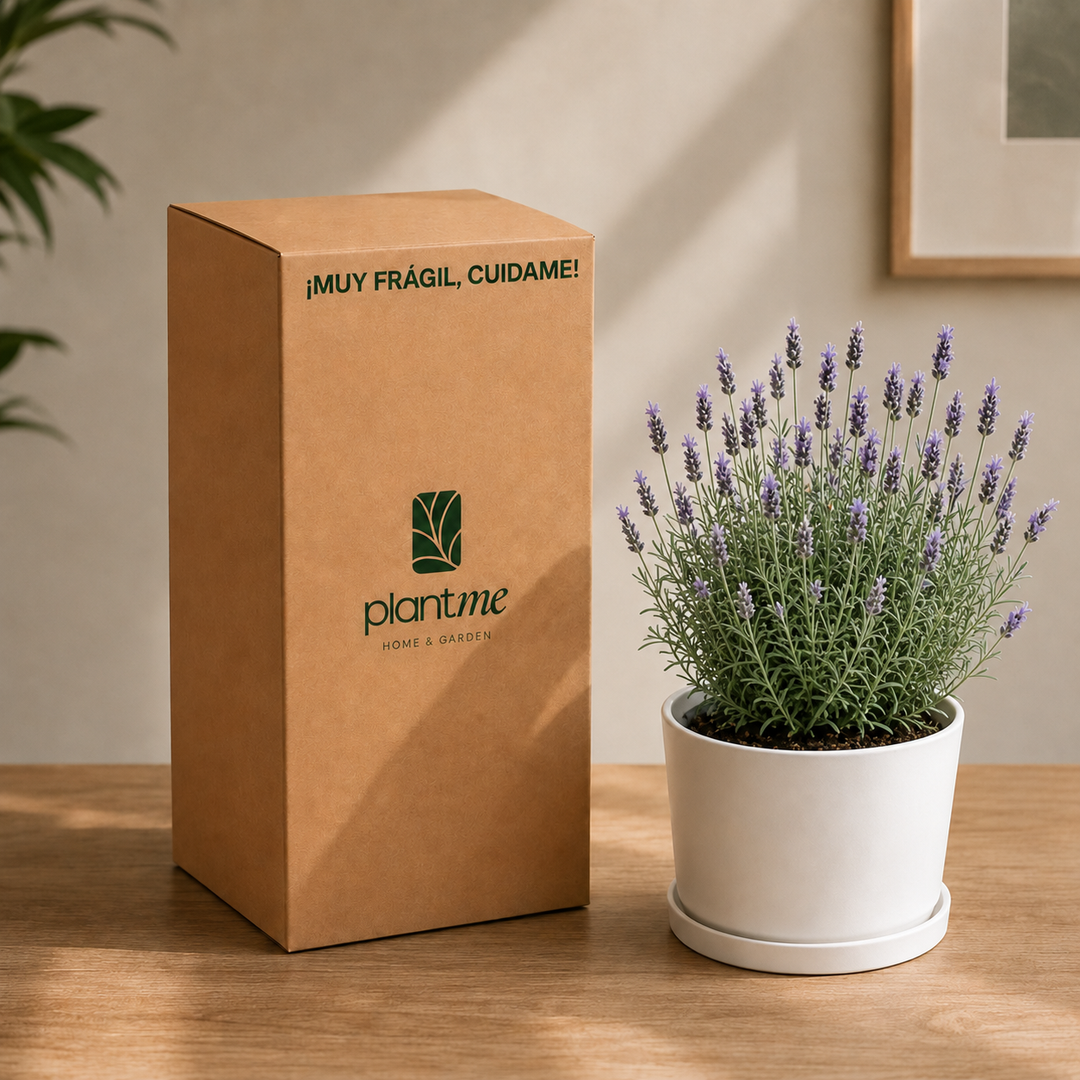 Laura L (Lavanda)