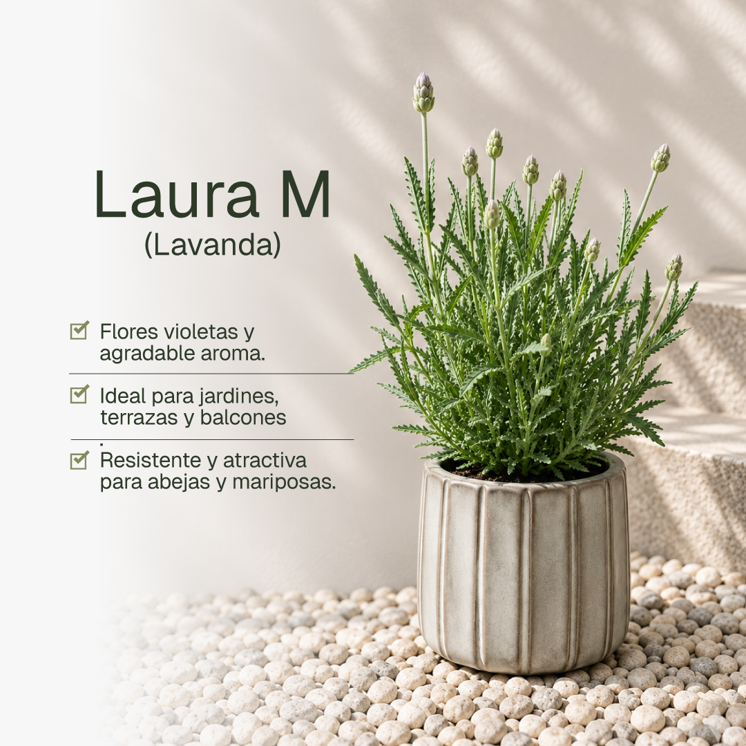 Laura M (Lavanda)