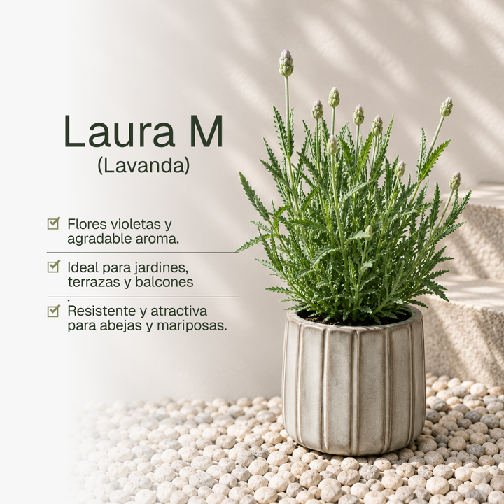 Laura M (Lavanda)