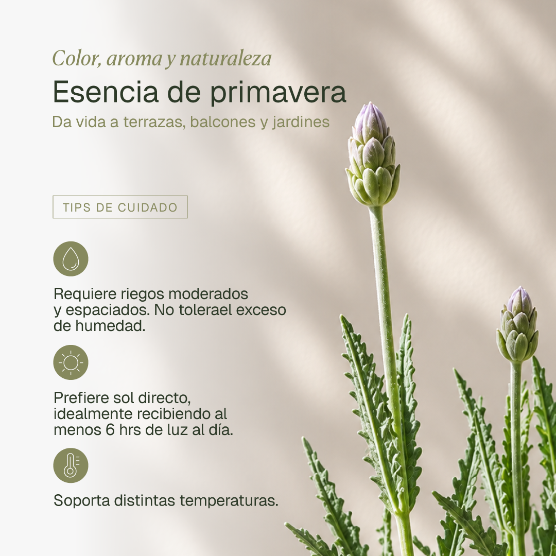 Laura M (Lavanda)