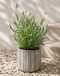 Laura M (Lavanda)