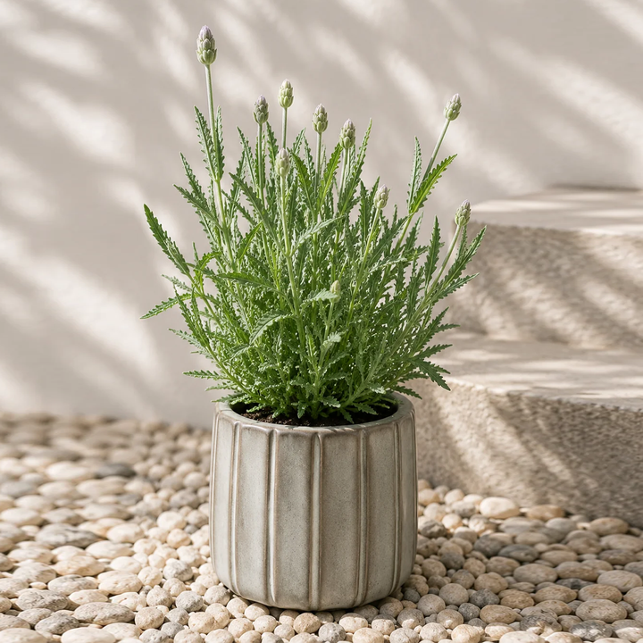 Laura M (Lavanda)