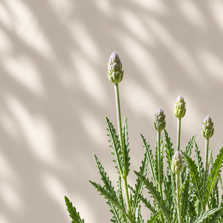 Laura M (Lavanda)