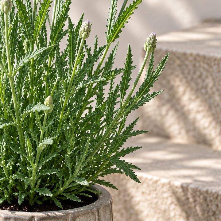 Laura M (Lavanda)