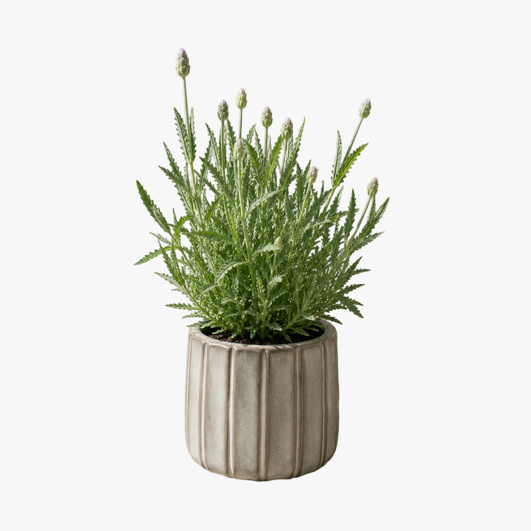 Laura M (Lavanda)
