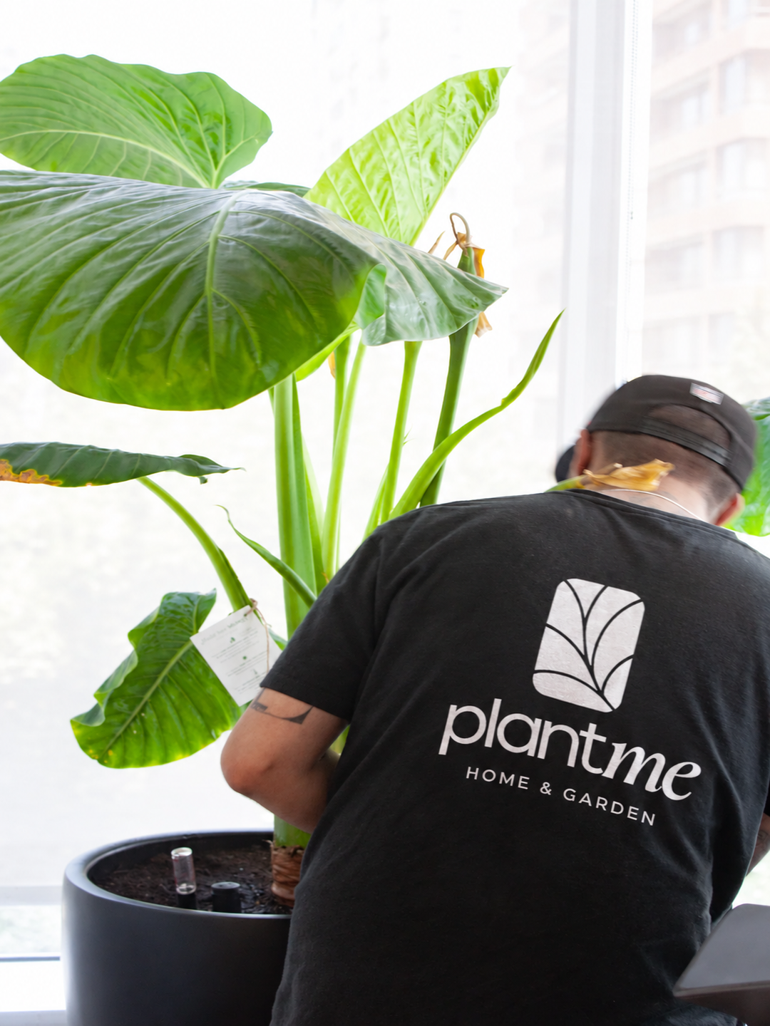 Mantención de Plantas