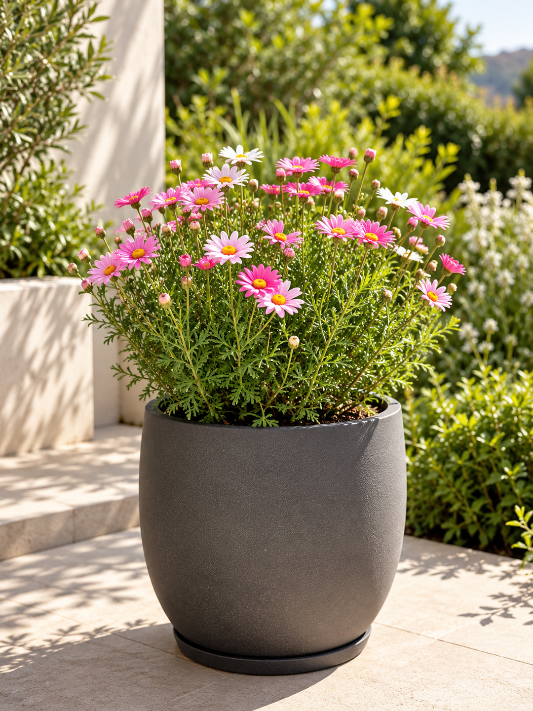 Agerantemo (Margarita Argyranthemum)