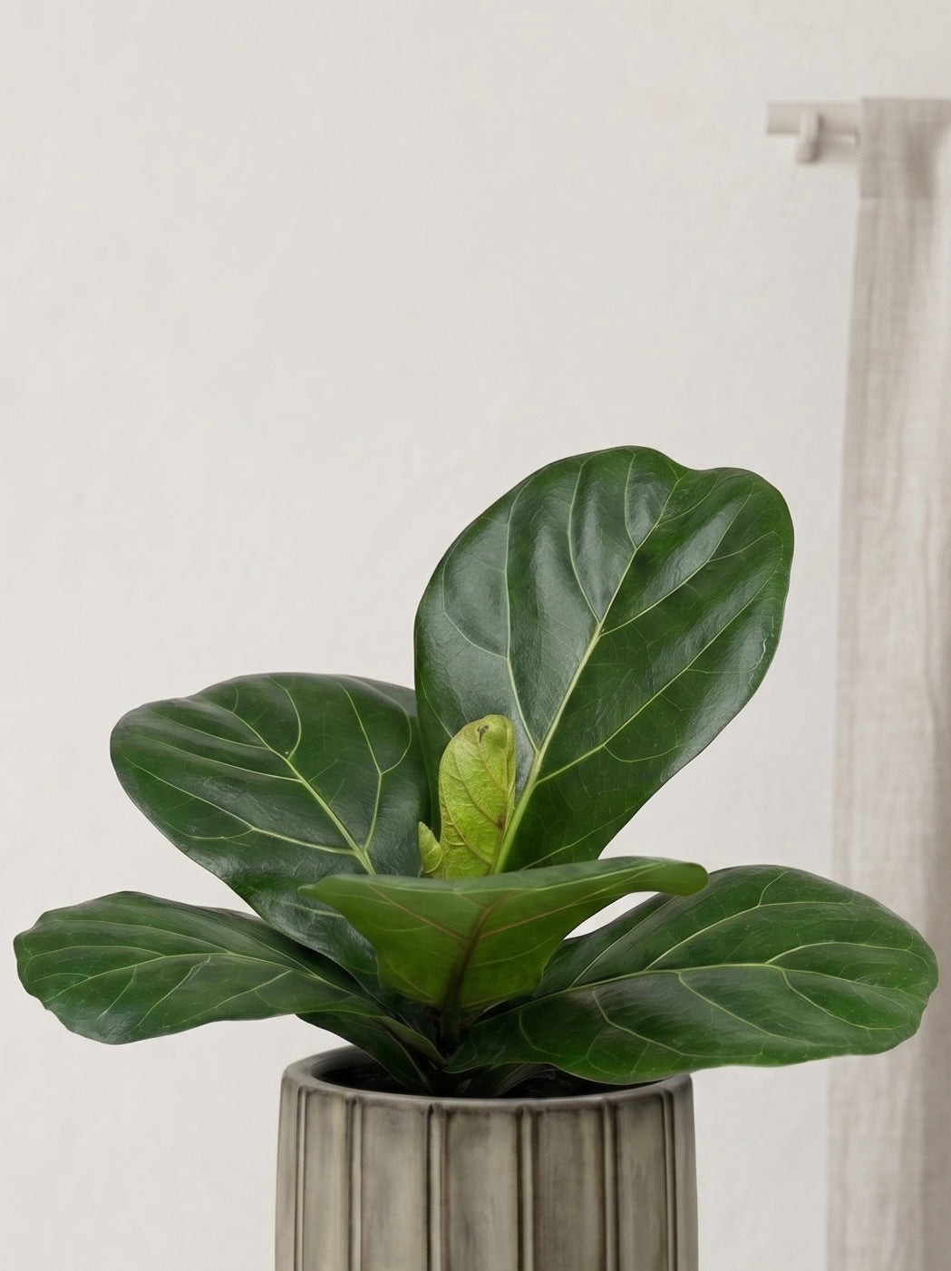 Fidel M (Ficus Lyrata)
