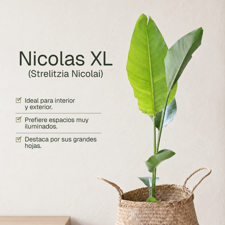Nicolas XL (Strelitzia Nicolai)
