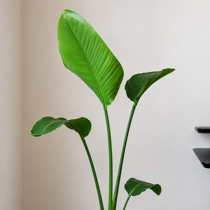 Nicolas XL (Strelitzia Nicolai)