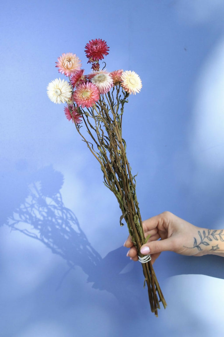 helicriso rosado