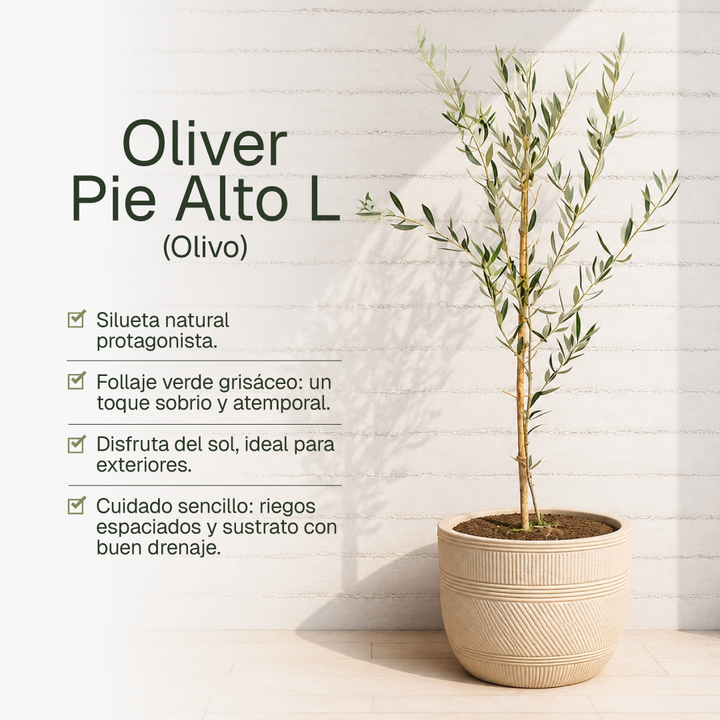 Oliver Pie Alto L (Olivo)