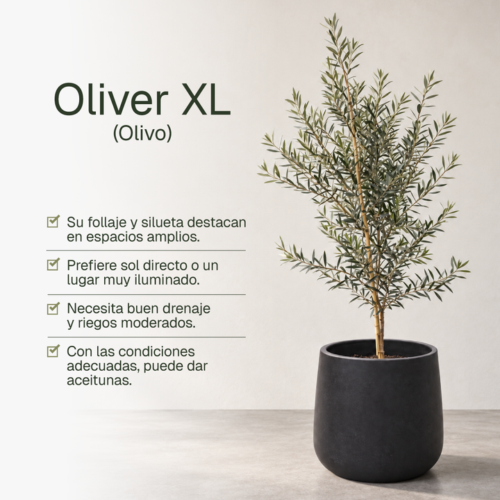 Oliver XL (Olivo)