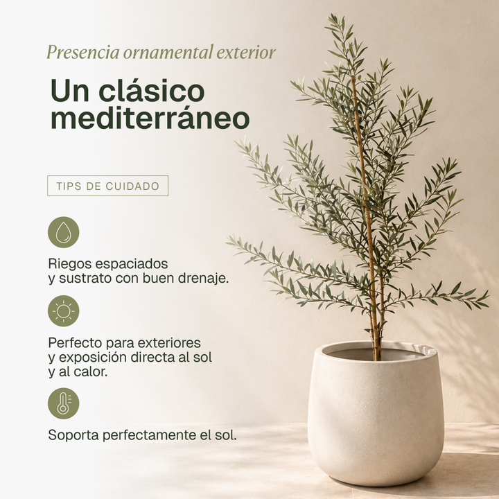 Oliver XL (Olivo)