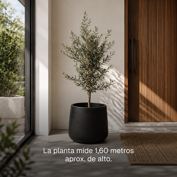 Oliver XL (Olivo)