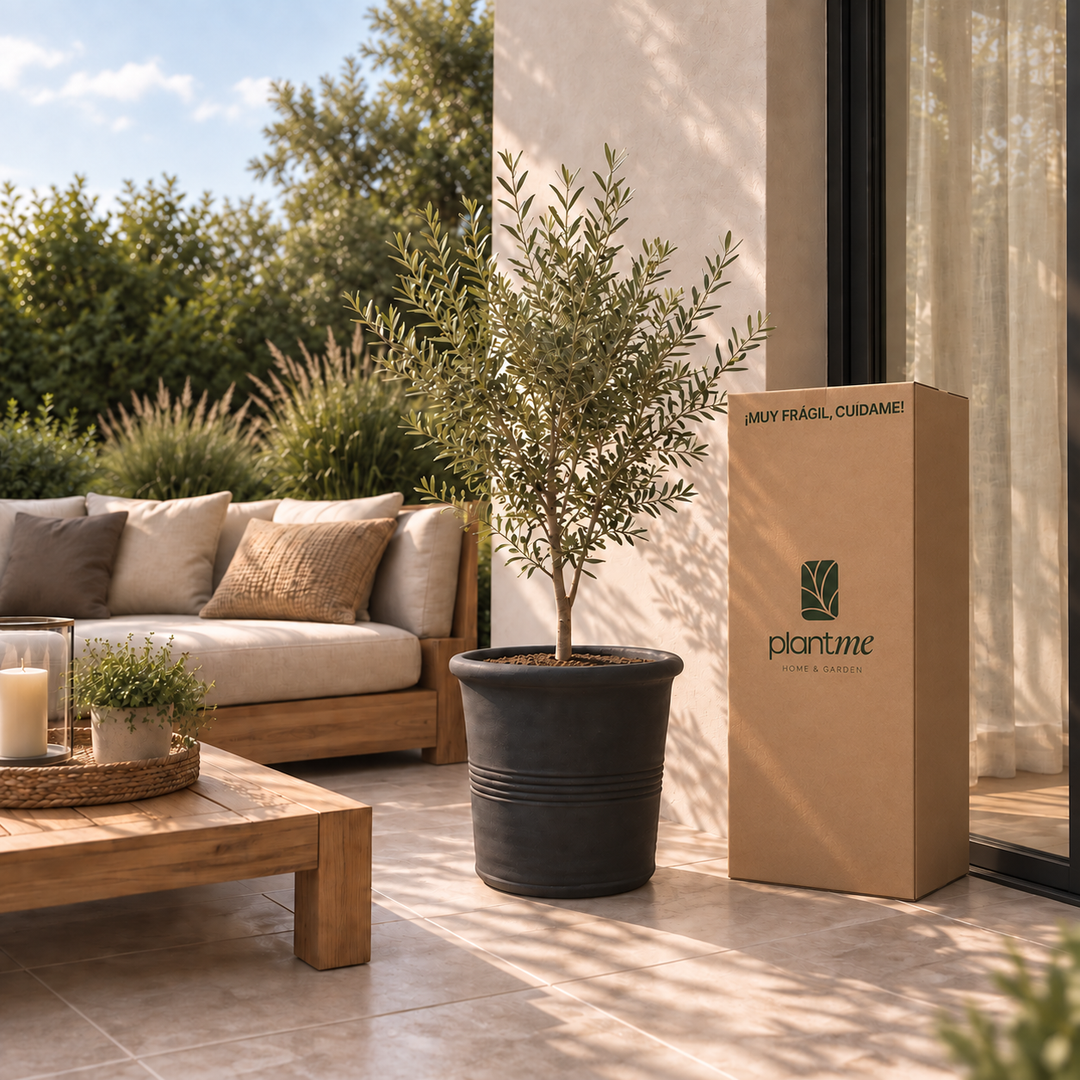 Oliver XL (Olivo)