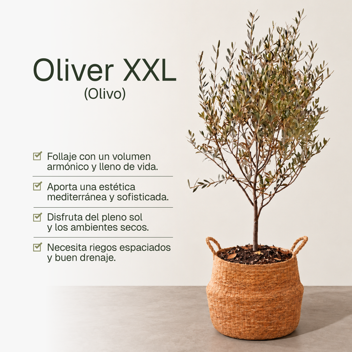 Oliver XXL (Olivo)
