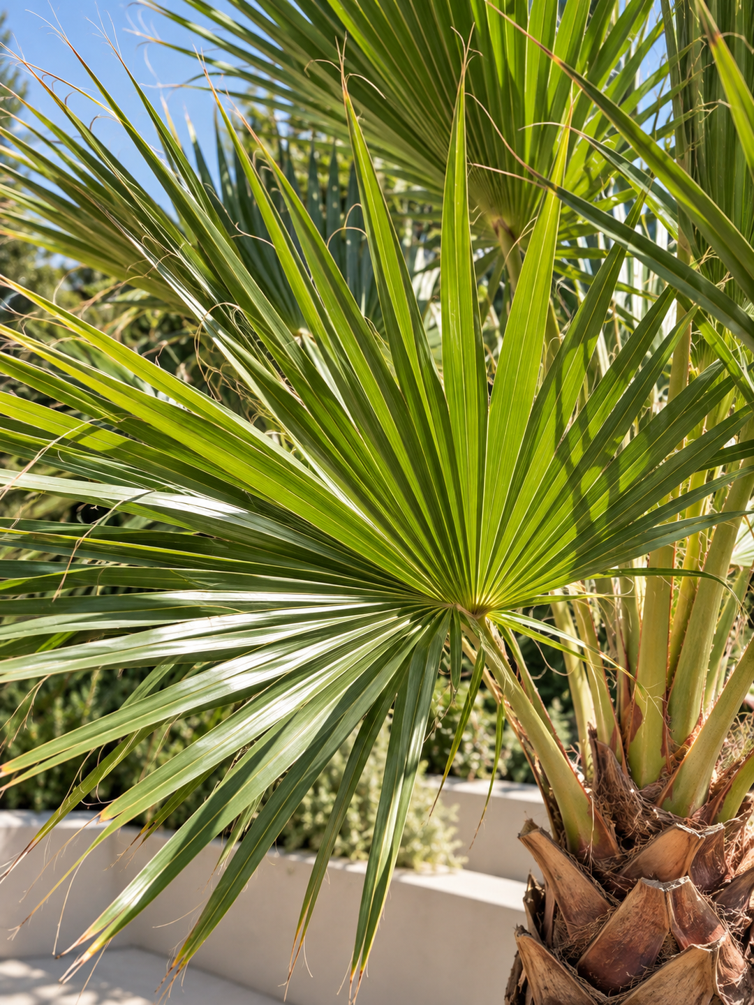 Palmera Washingtonia