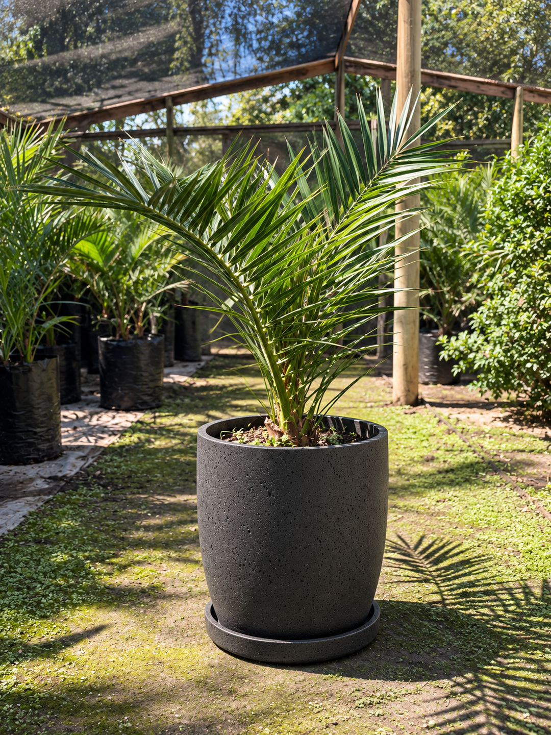 Palmera Phoenix