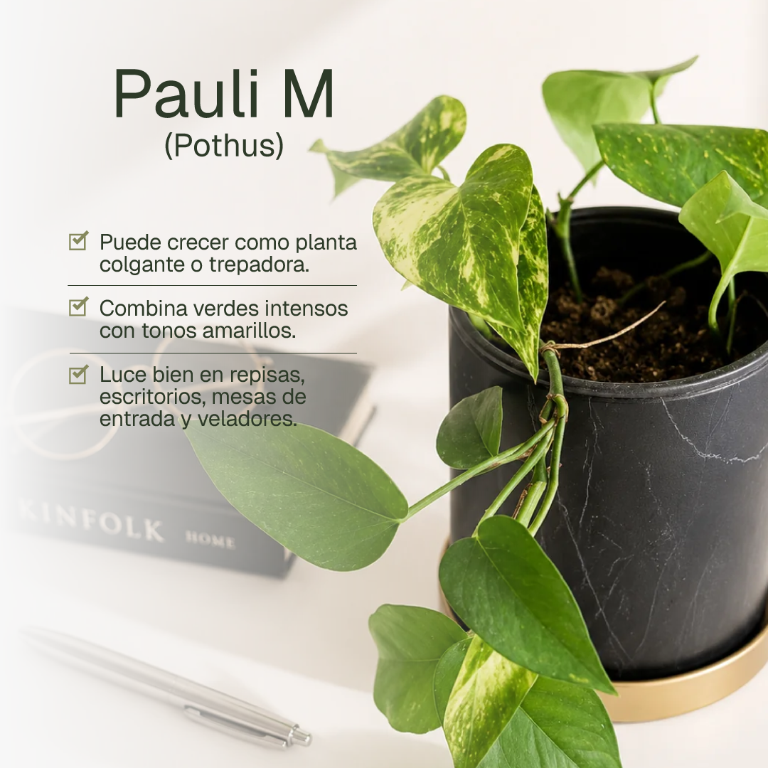 Pauli M (Pothus)