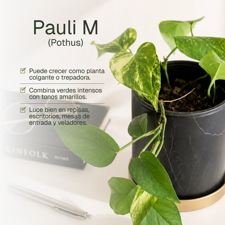 Pauli M (Pothus)